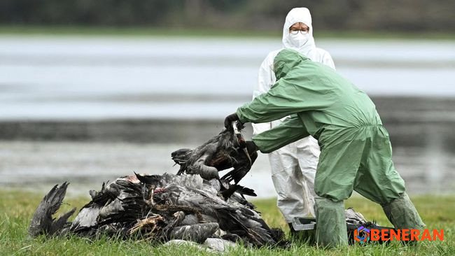 Flu Burung H5: Peringatan Dini Potensi Pandemi Global