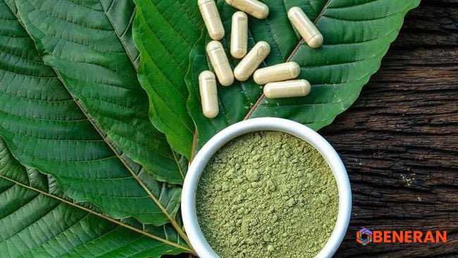 Kratom Indonesia: Komoditas Ekspor Primadona di Tengah Badai Regulasi