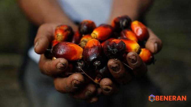 Pemain Kunci Industri Sawit: Mengulas Konglomerat Indonesia