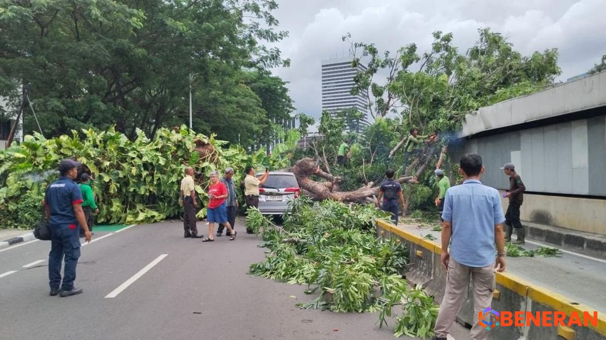 Pohon Tumbang di Senayan: Lalu Lintas Tersendat, Fasilitas MRT Terdampak