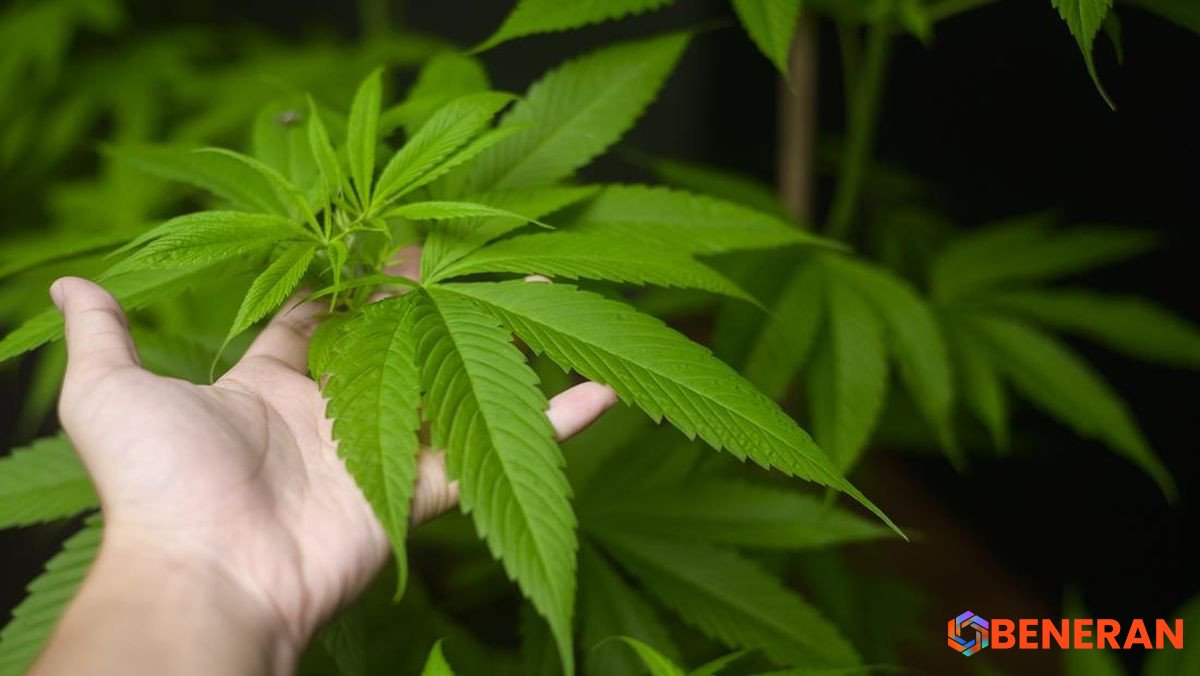 Polres Tangsel Bongkar Modus Penyamaran Ganja dalam Paket Antar