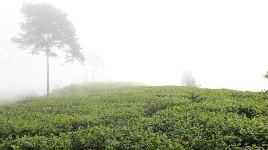 Update: DPR Desak Polisi Ungkap Dalang Perusakan Kebun Teh Pangalengan