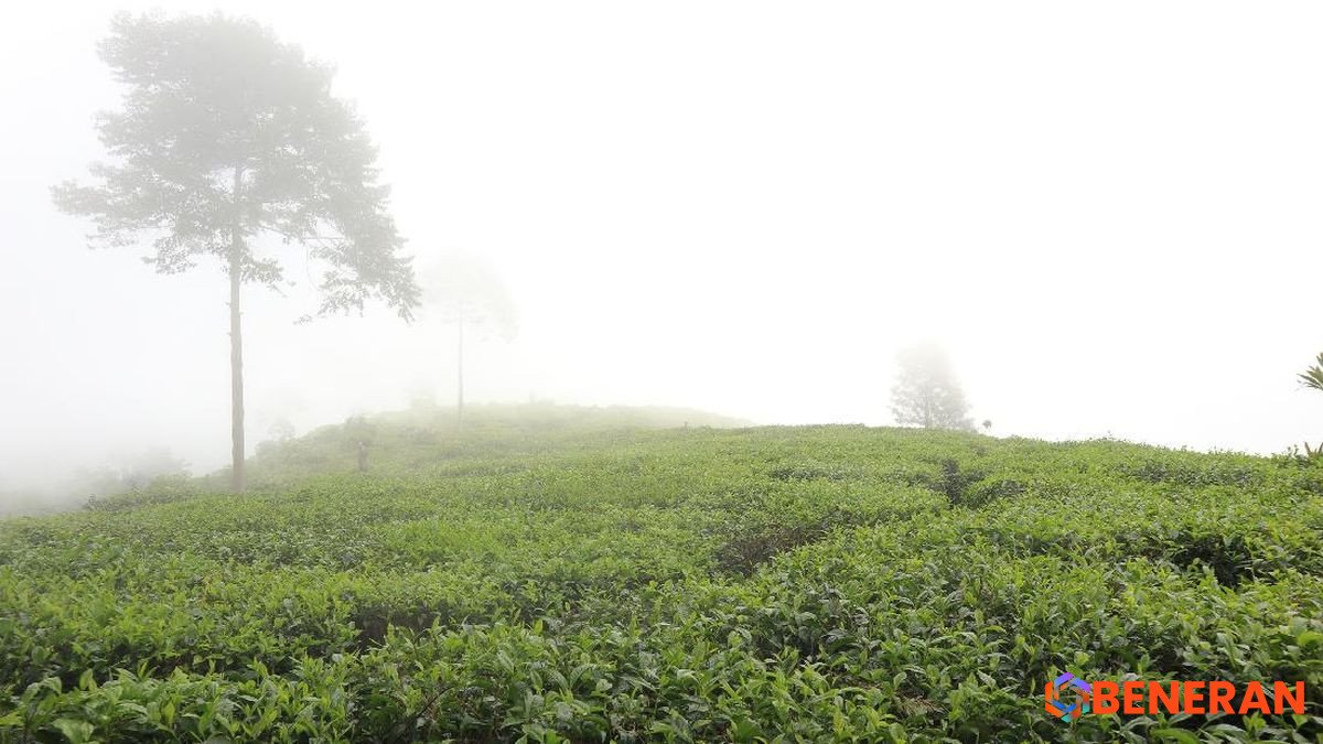 Update: DPR Desak Polisi Ungkap Dalang Perusakan Kebun Teh Pangalengan