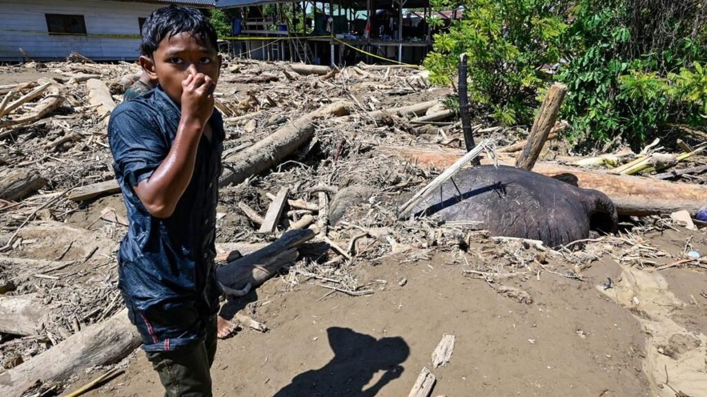 Anak Gajah Sumatra Tewas Diterjang Banjir di Pidie Jaya