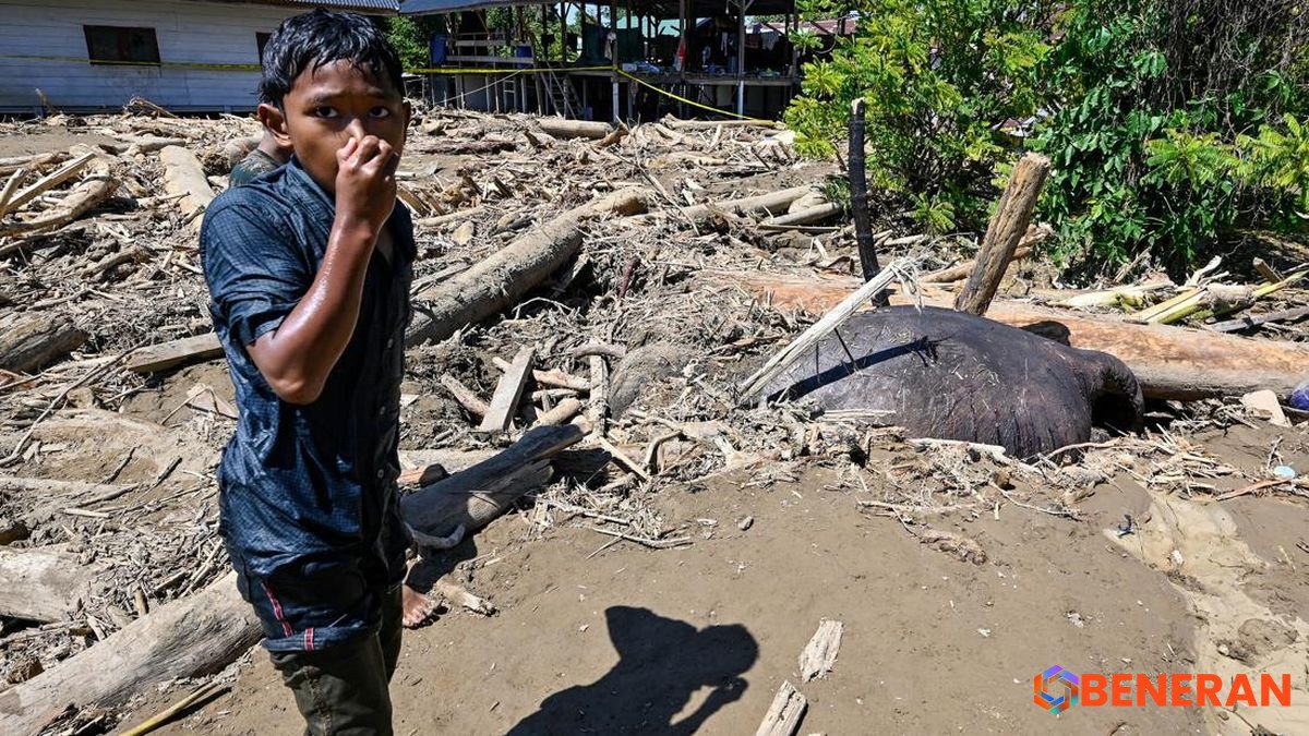 Anak Gajah Sumatra Tewas Diterjang Banjir di Pidie Jaya