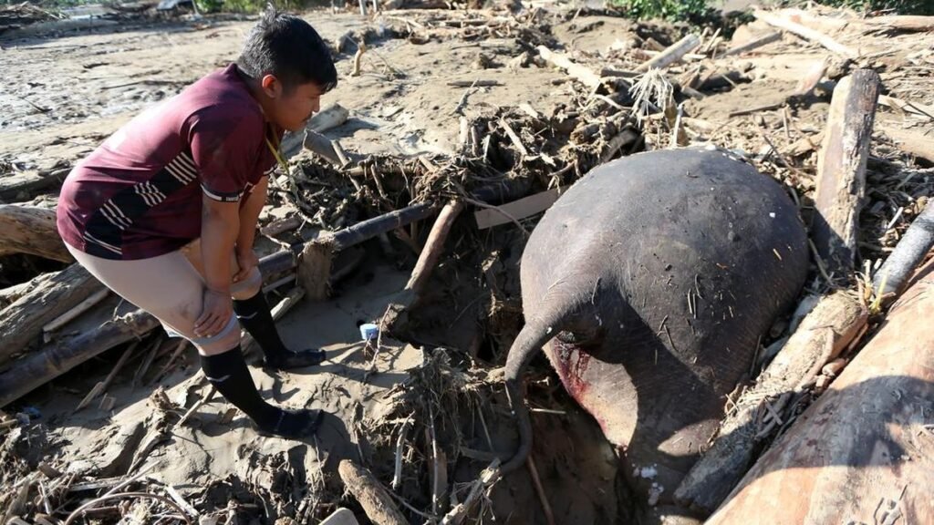 Penemuan Pilu: Gajah Sumatera Mati Terjebak Lumpur Banjir Aceh