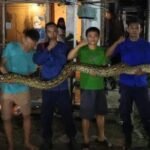 Update: Ngeri Ular Piton 7 Meter Sembunyi di Plafon Rumah Warga Kendari