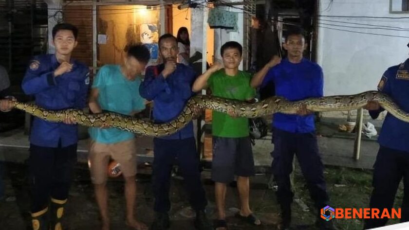 Update: Ngeri Ular Piton 7 Meter Sembunyi di Plafon Rumah Warga Kendari