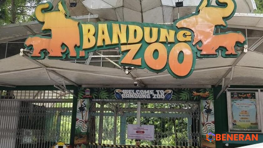 Tragedi Anak Harimau Benggala di Kebun Binatang Bandung: BKSDA Jabar Beri Klarifikasi