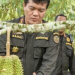 Ekspor Durian Beku Indonesia Melonjak Berkat Jalur Pengiriman Langsung