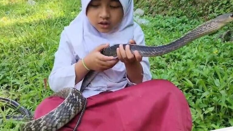 Persahabatan Tak Lazim: Kisah Viral Siswi SD Cianjur dan Ular King Koros