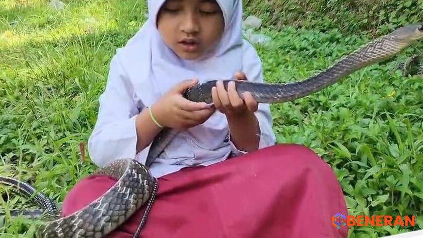 Persahabatan Tak Lazim: Kisah Viral Siswi SD Cianjur dan Ular King Koros
