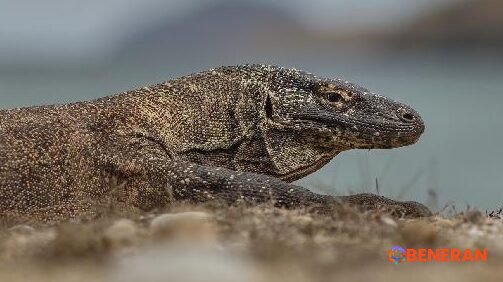 Eksplorasi Komodo: Pentingnya Paket Tur Kapal Pribadi yang Dapat Disesuaikan