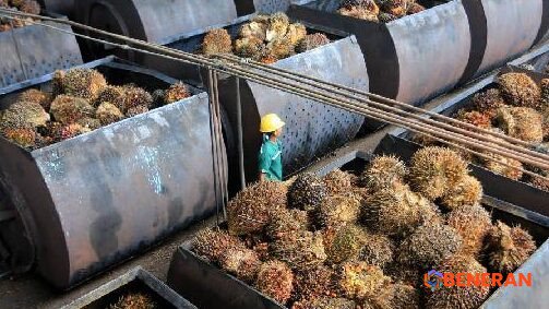 Industri Sawit Nasional Hadapi Tekanan: Produksi, Konsumsi, dan Ekspor CPO Melorot
