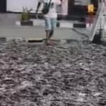 Kekacauan Unik di SPBU Klaten: Truk Tumpahkan Ribuan Lele Hidup