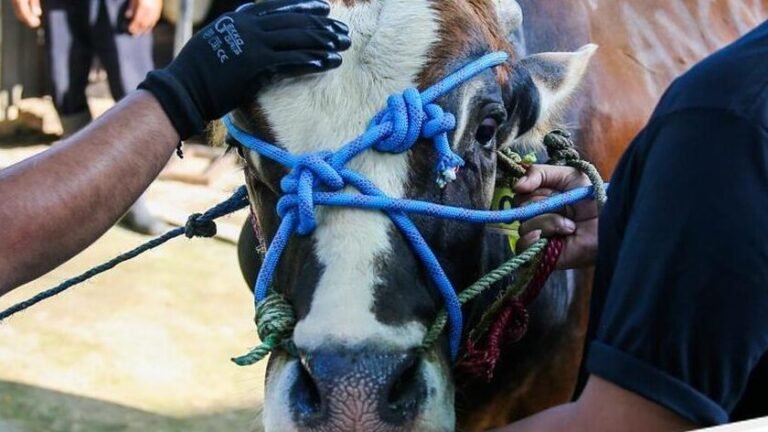 Panduan Lengkap Doa Penyembelihan Kurban Idul Adha