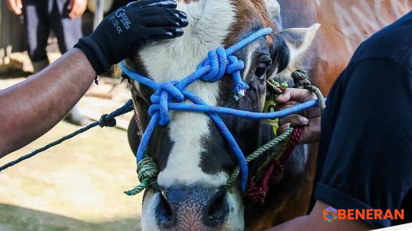 Panduan Lengkap Doa Penyembelihan Kurban Idul Adha