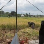 Bapanas Soroti Potensi Penurunan Produksi Beras Nasional