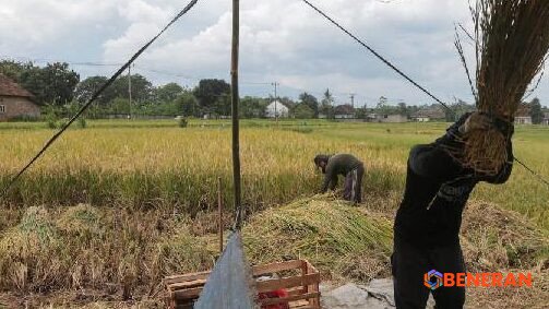 Bapanas Soroti Potensi Penurunan Produksi Beras Nasional