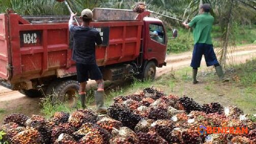 Bea Cukai Perkuat Pengawasan Devisa dan Tata Kelola Ekspor SDA