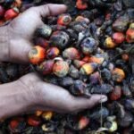 Ironi Sawit Indonesia: Produsen Terbesar, Harga Dikendalikan Bursa Malaysia