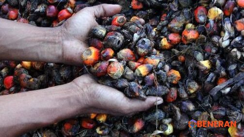 Ironi Sawit Indonesia: Produsen Terbesar, Harga Dikendalikan Bursa Malaysia