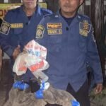 Update: Biawak Masuk Rumah Warga di Bogor, Damkar Turun Tangan Evakuasi