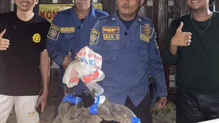 Update: Biawak Masuk Rumah Warga di Bogor, Damkar Turun Tangan Evakuasi