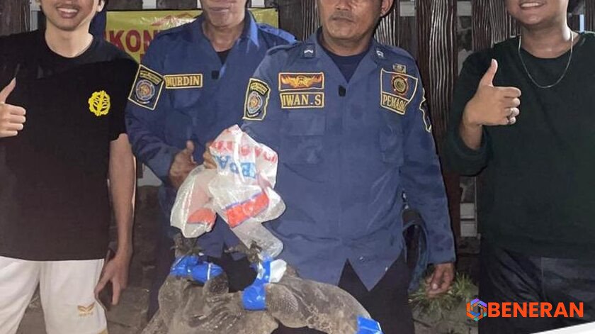 Update: Biawak Masuk Rumah Warga di Bogor, Damkar Turun Tangan Evakuasi
